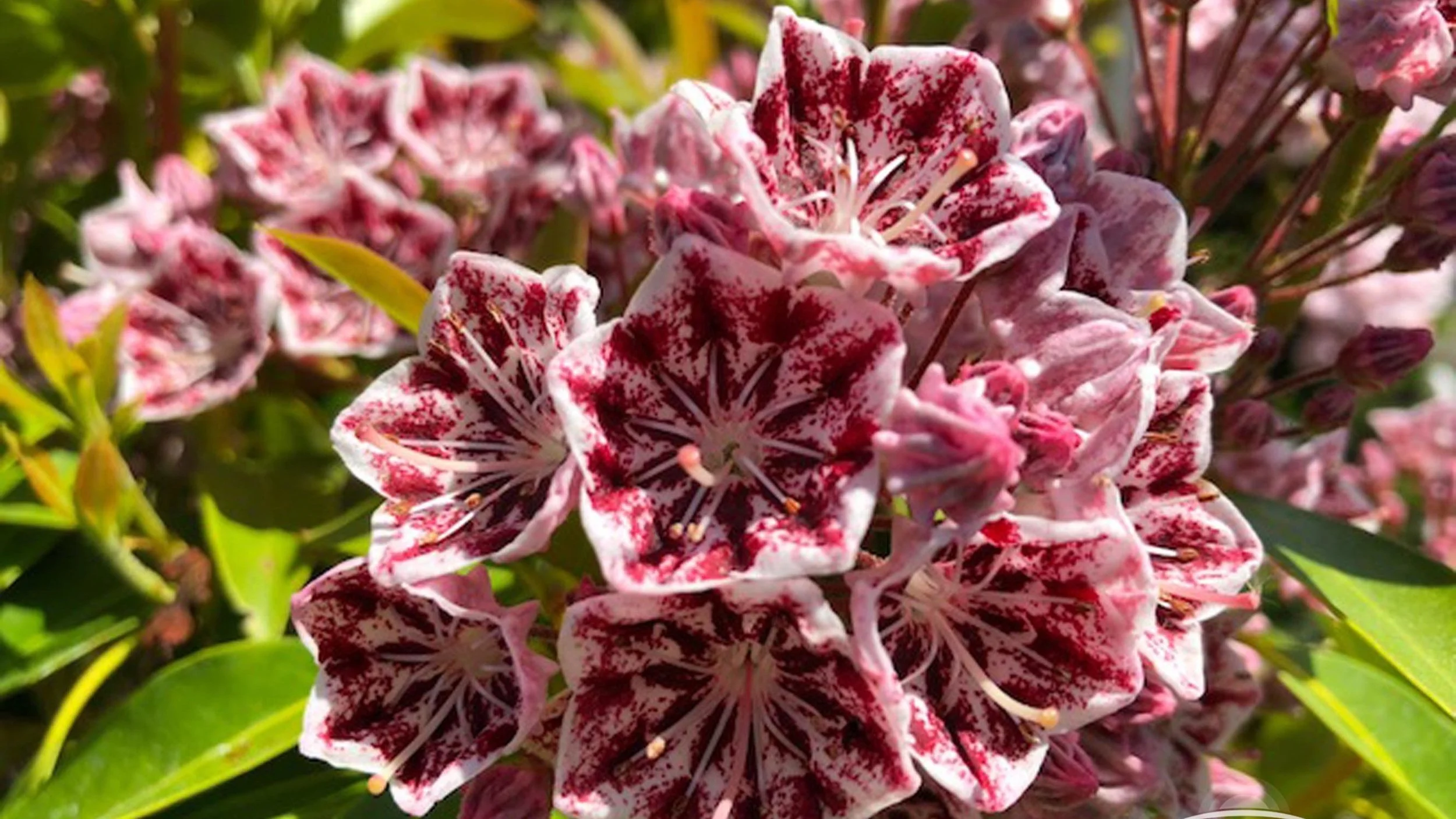 Magnificent Mountain Laurels — Sunnyside Nursery
